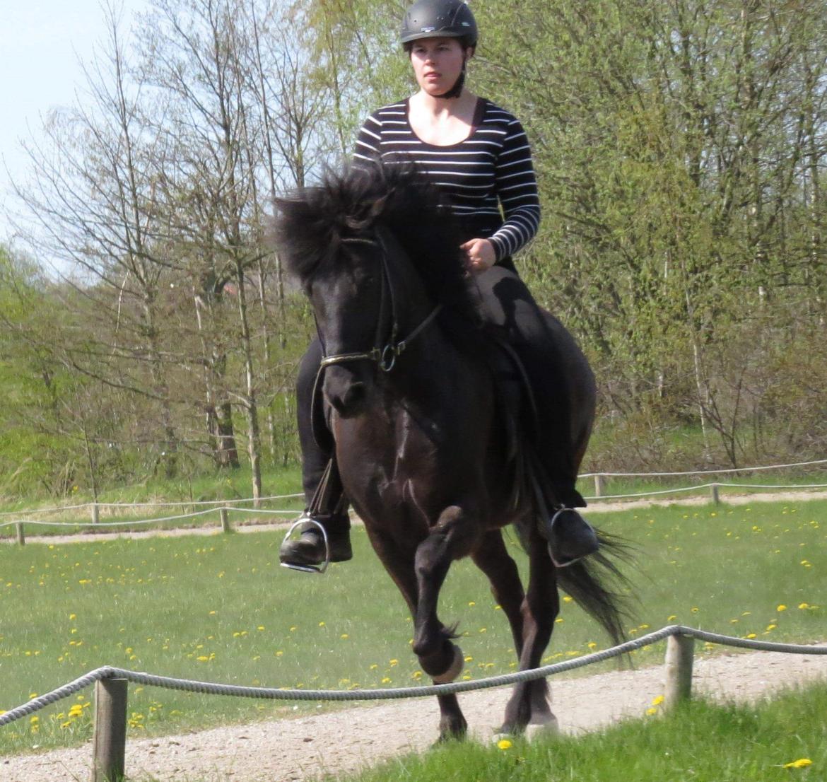 Islænder Leikur fra Worregård solgt  billede 20