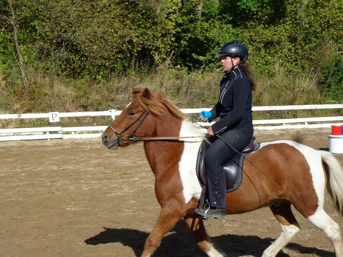 Islænder Logi fra Hårbølle solgt  billede 16