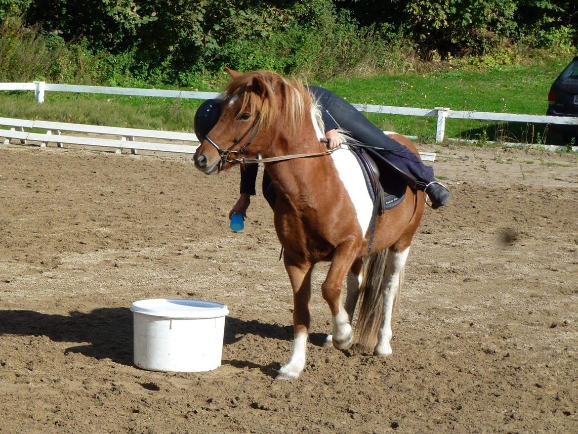 Islænder Logi fra Hårbølle solgt  billede 17