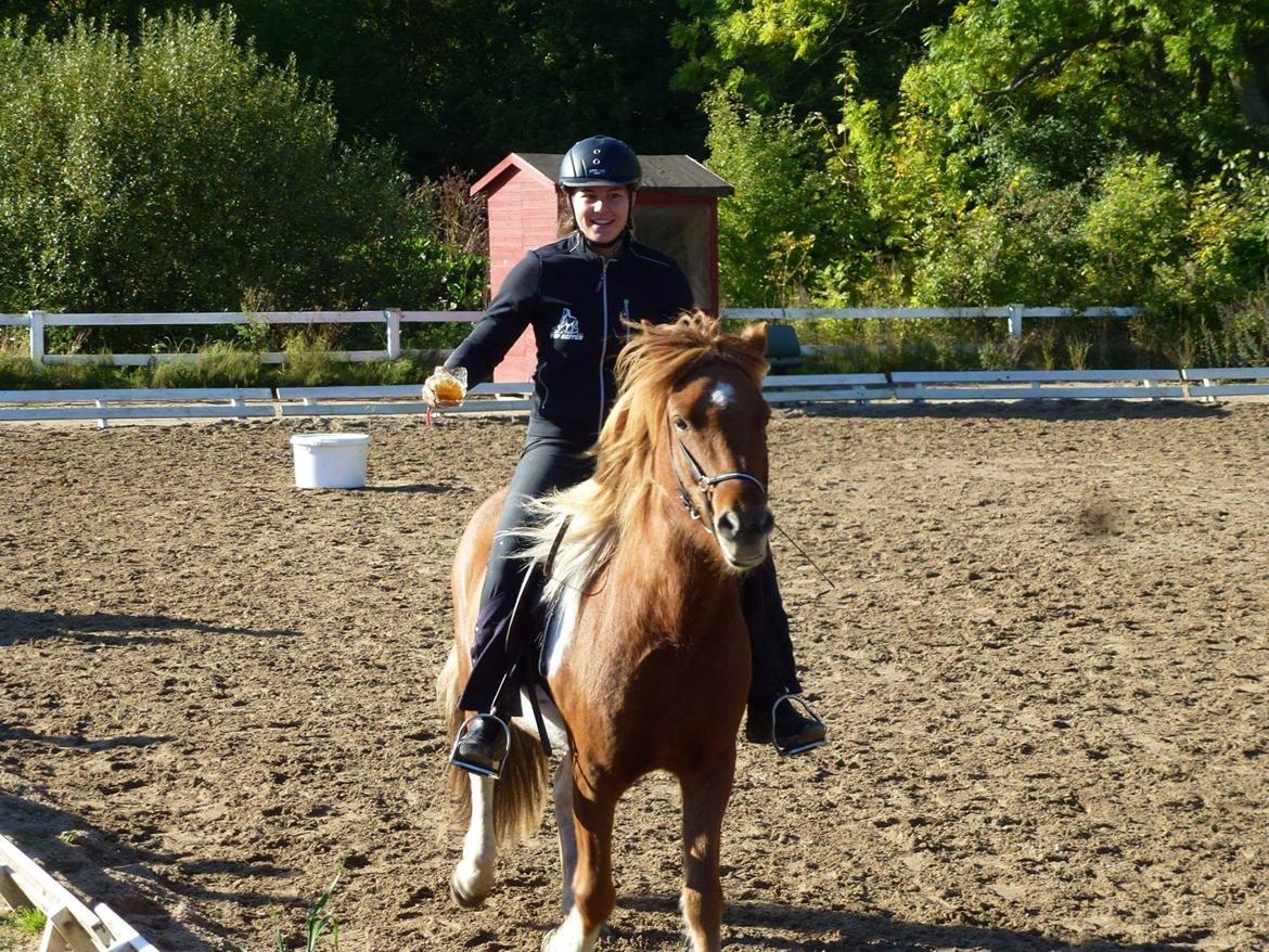 Islænder Logi fra Hårbølle solgt  billede 20