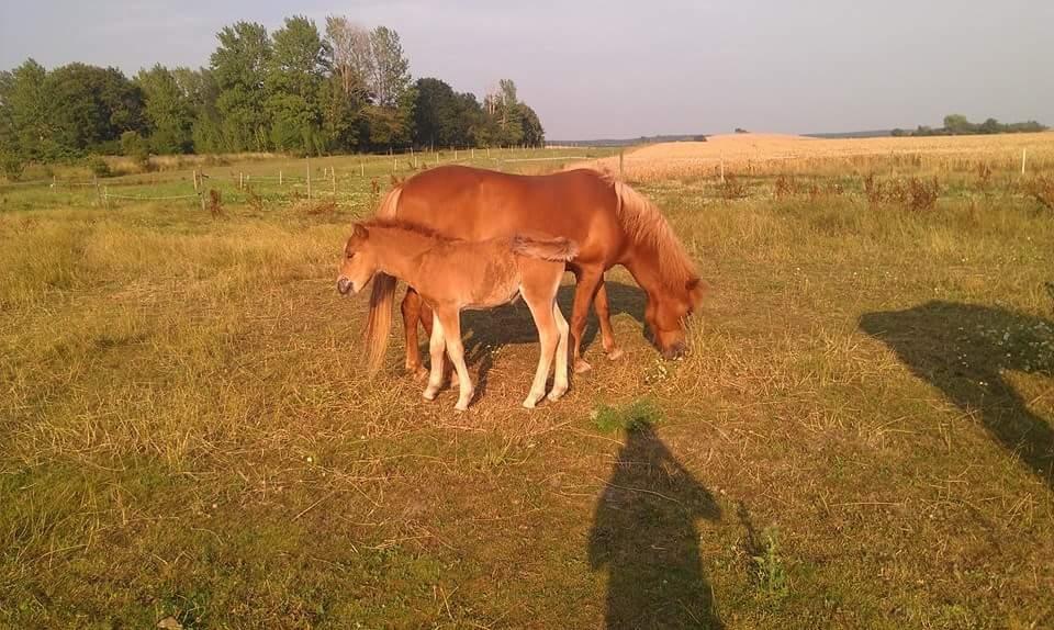 Islænder Kiljan fra Worregård  Solgt  billede 8
