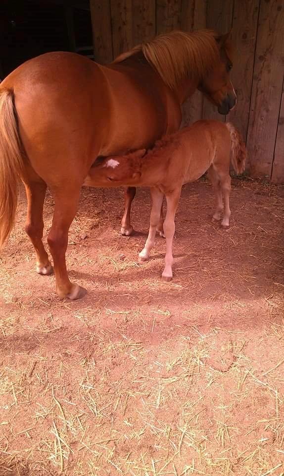 Islænder Kiljan fra Worregård  Solgt  billede 9