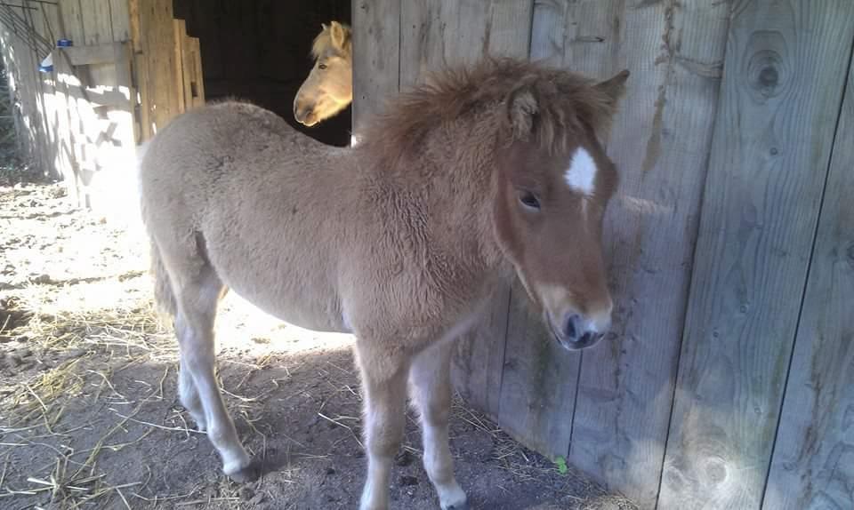 Islænder Kiljan fra Worregård  Solgt  billede 10