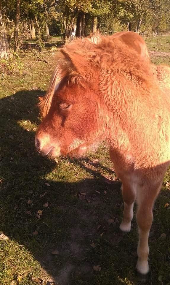 Islænder Kiljan fra Worregård  Solgt  billede 11