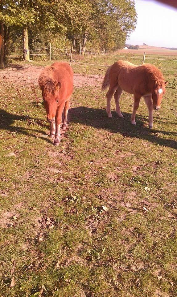 Islænder Kiljan fra Worregård  Solgt  billede 12