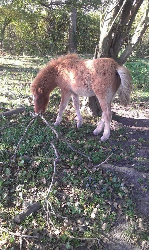 Islænder Kiljan fra Worregård  Solgt  billede 13