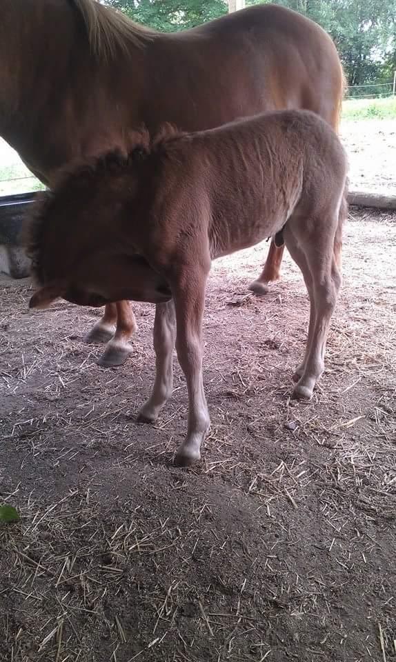 Islænder Kiljan fra Worregård  Solgt  billede 14