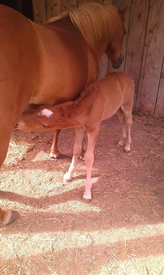 Islænder Kiljan fra Worregård  Solgt  billede 15