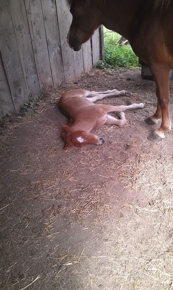 Islænder Kiljan fra Worregård  Solgt  billede 16