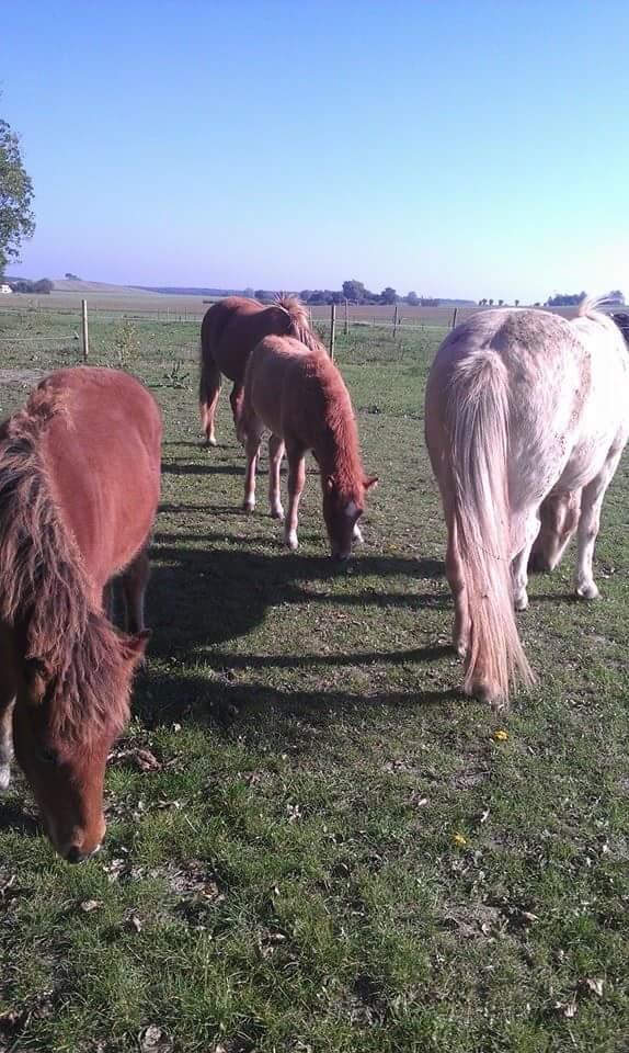 Islænder Kiljan fra Worregård  Solgt  billede 17