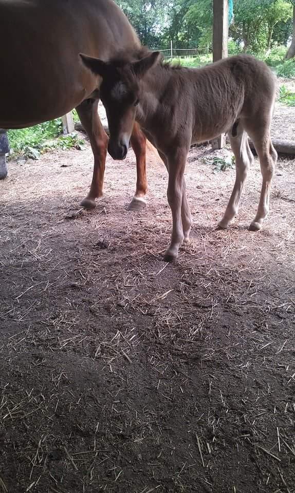 Islænder Kiljan fra Worregård  Solgt  billede 20