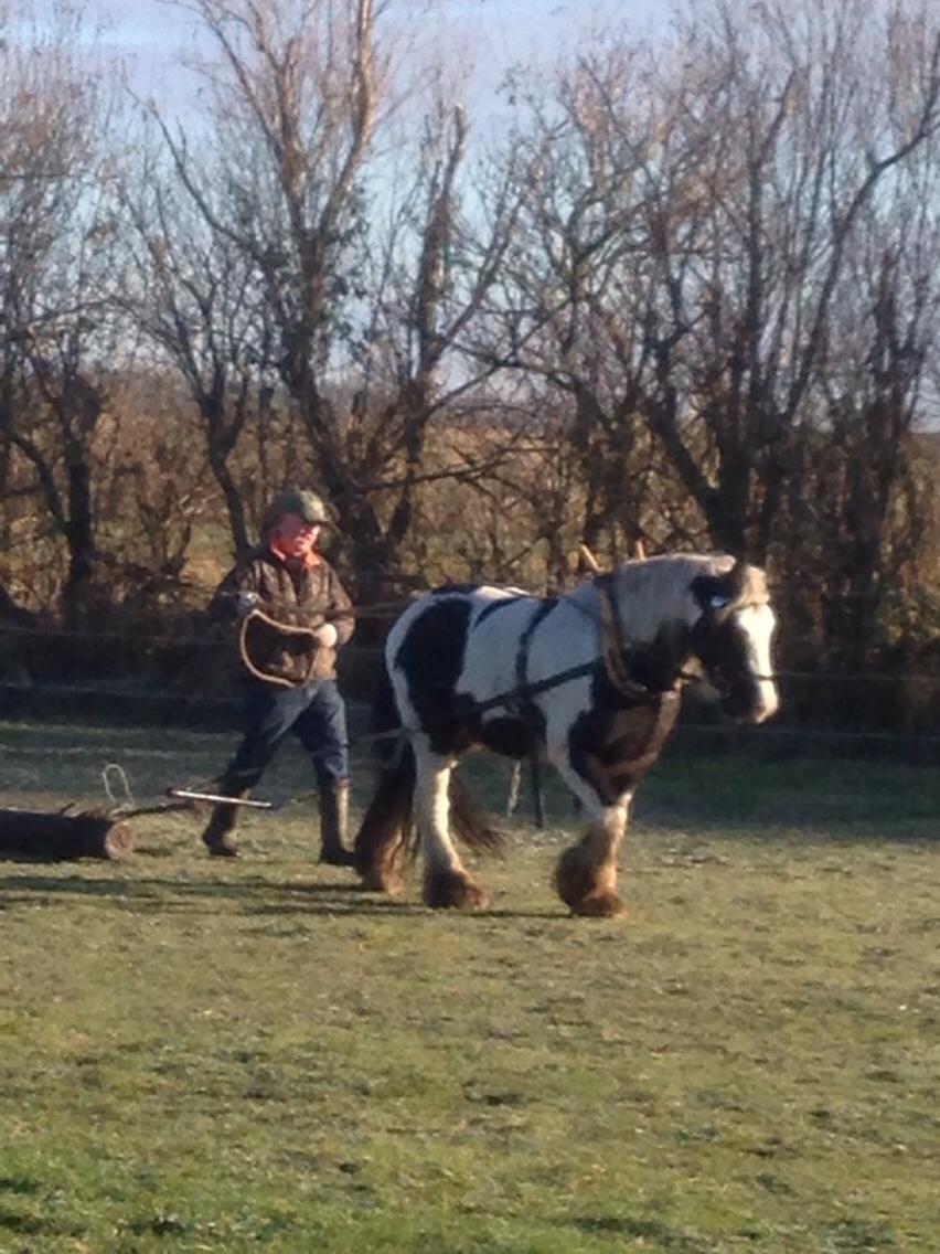 Irish Cob cronos regius (R.I.P) billede 12