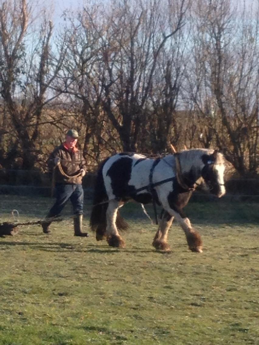 Irish Cob cronos regius (R.I.P) billede 13