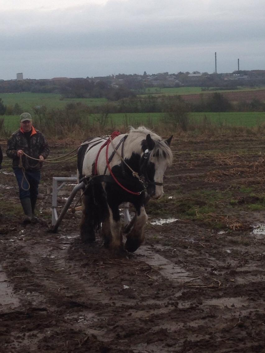 Irish Cob cronos regius (R.I.P) billede 15