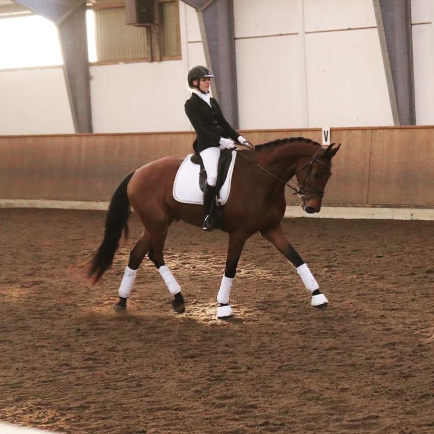 Dansk Varmblod Holtegårdens please me billede 15