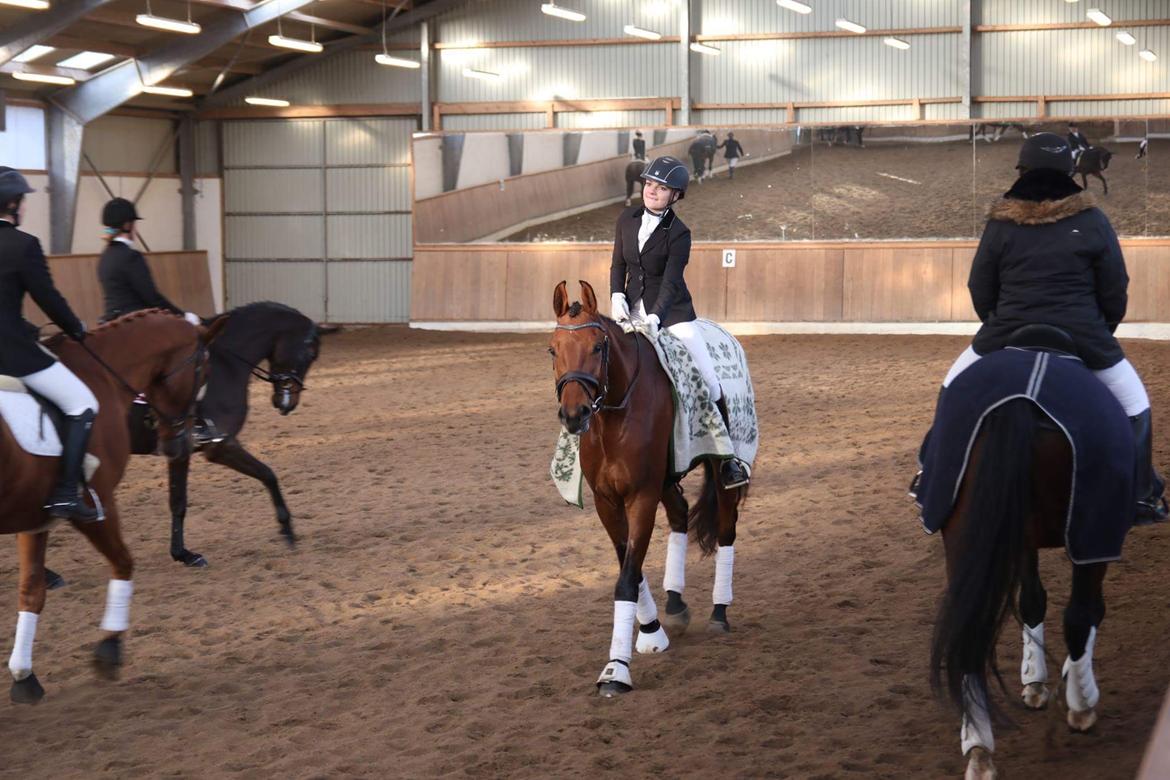 Dansk Varmblod Holtegårdens please me billede 9