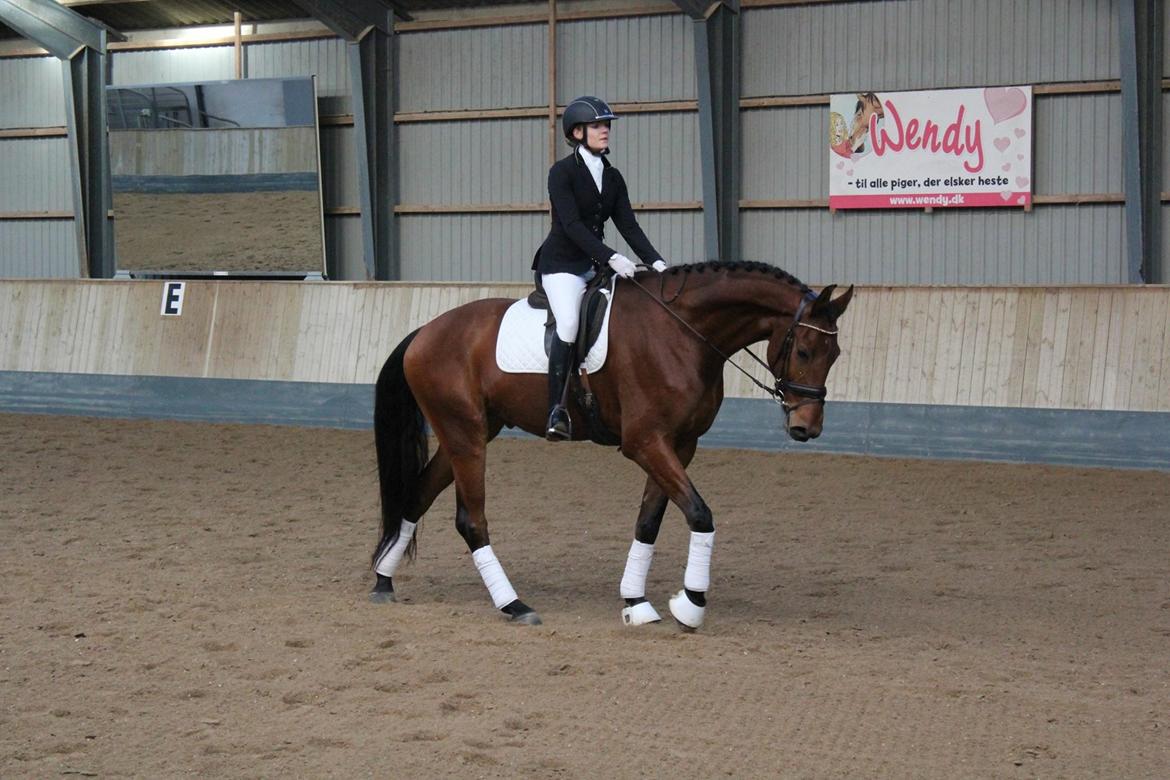 Dansk Varmblod Holtegårdens please me billede 19