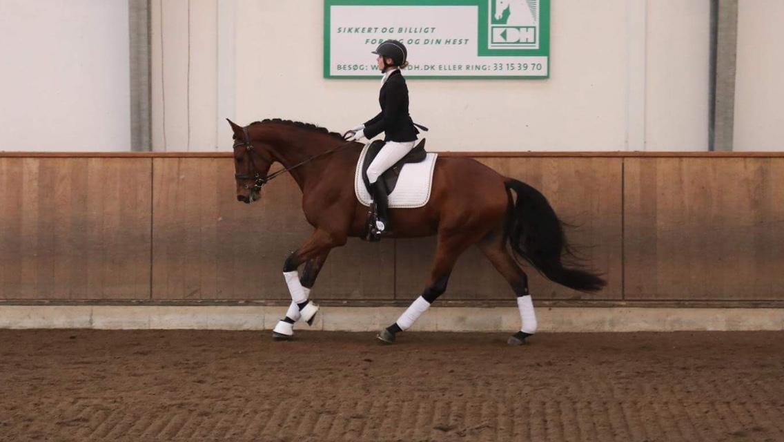 Dansk Varmblod Holtegårdens please me billede 1