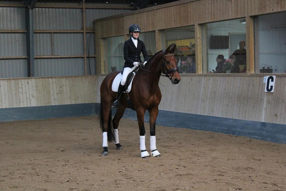 Dansk Varmblod Holtegårdens please me billede 2