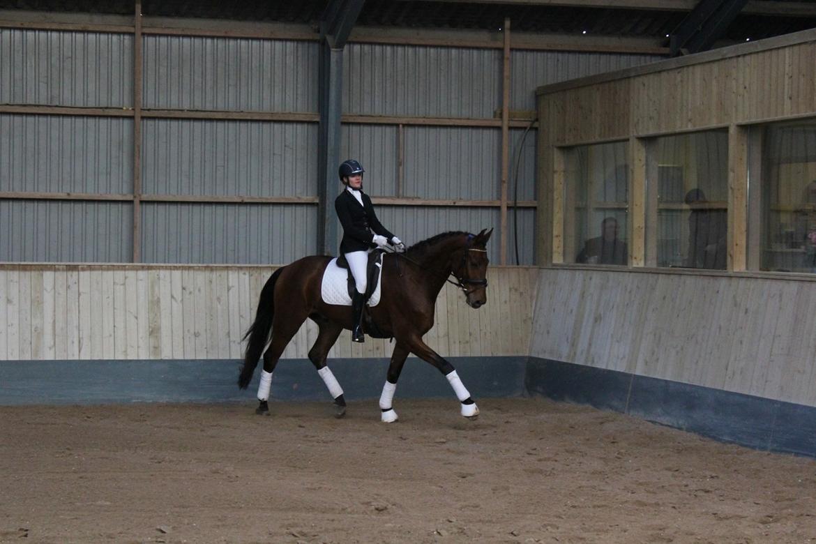 Dansk Varmblod Holtegårdens please me billede 17