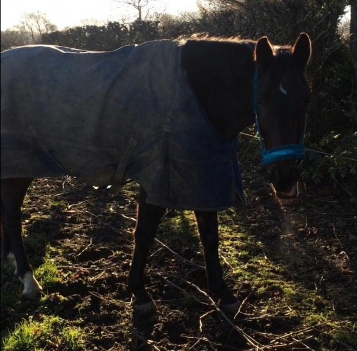 Dansk Varmblod Lindelofs Dijon billede 5