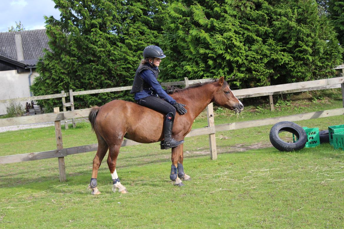 Welsh Mountain (sec A) Stendyssens Suprise Susapi billede 18