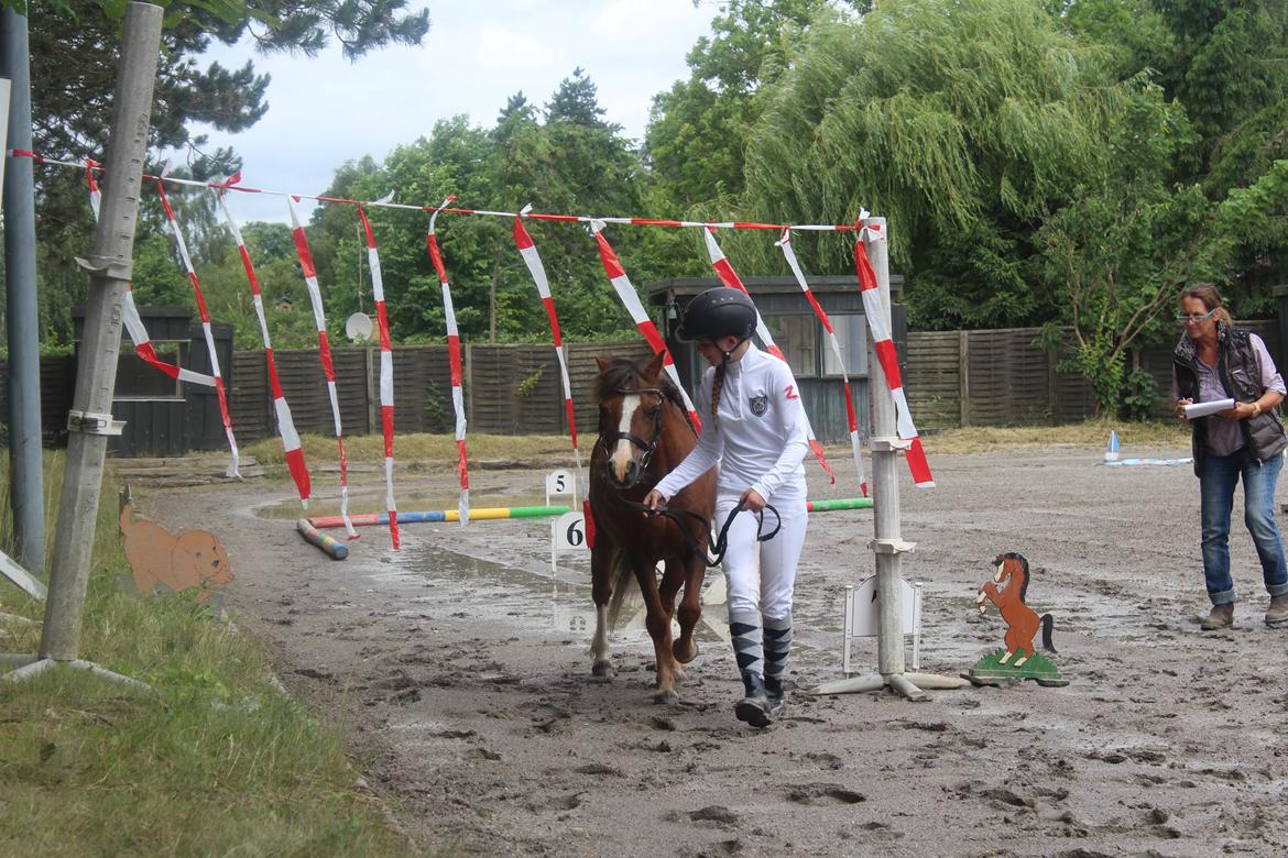 Welsh Mountain (sec A) Stendyssens Suprise Susapi billede 2