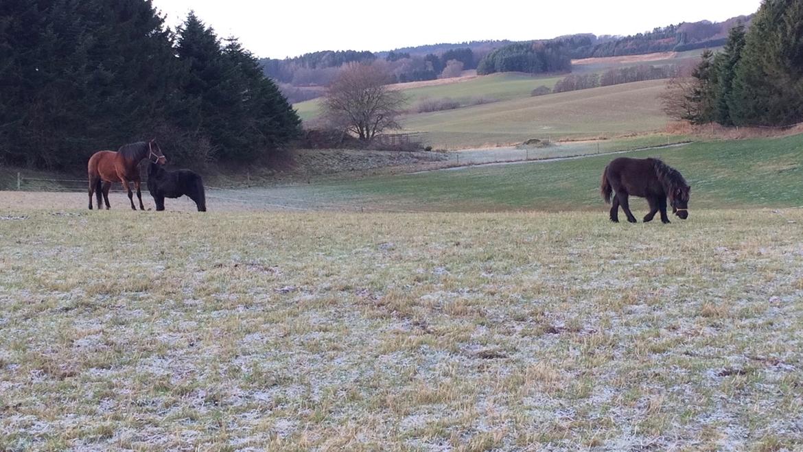 Shetlænder Donkey of Nobility (Laban) billede 3
