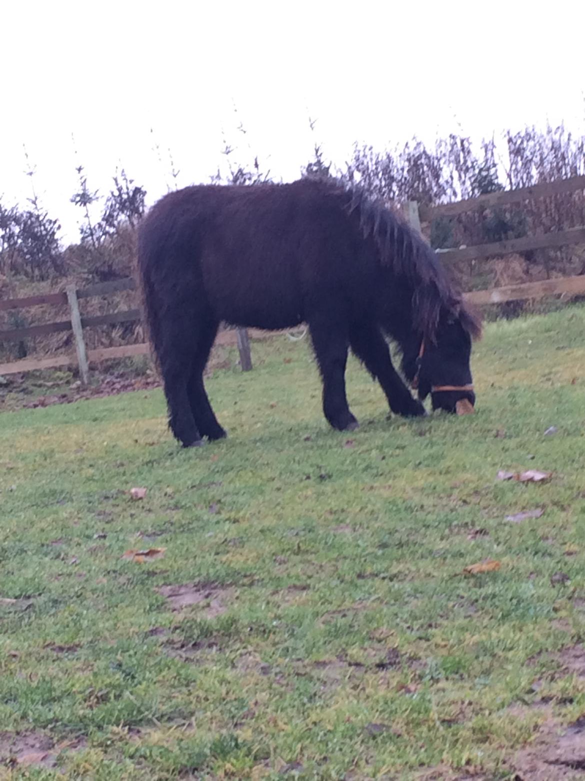 Shetlænder Donkey of Nobility (Laban) billede 4