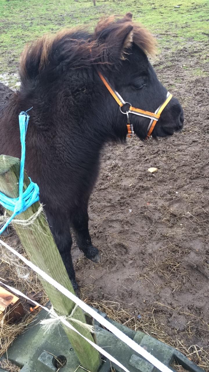 Shetlænder Donkey of Nobility (Laban) billede 6