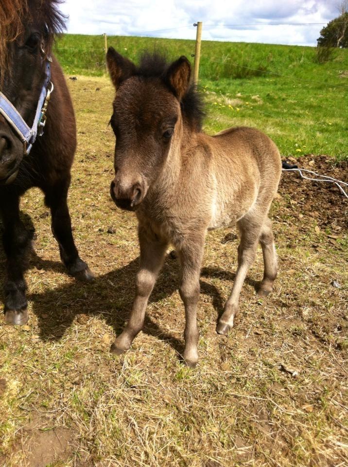 Shetlænder Donkey of Nobility (Laban) billede 1