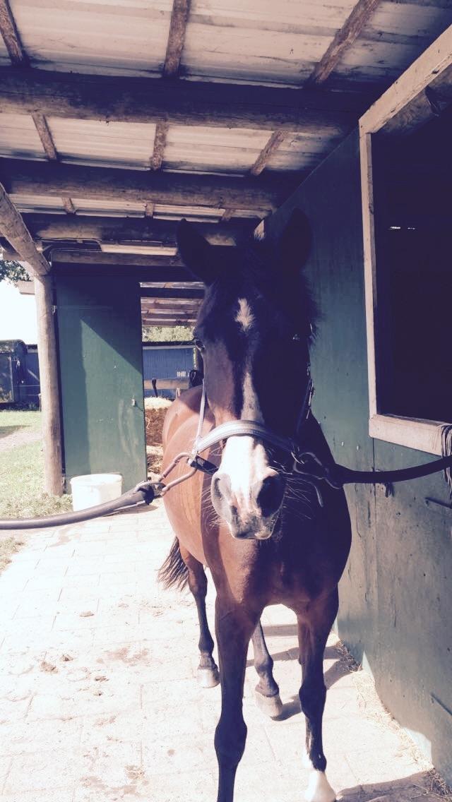 Irsk Sportspony Indiana Rose - 2 timers ridning slut (træt) billede 8