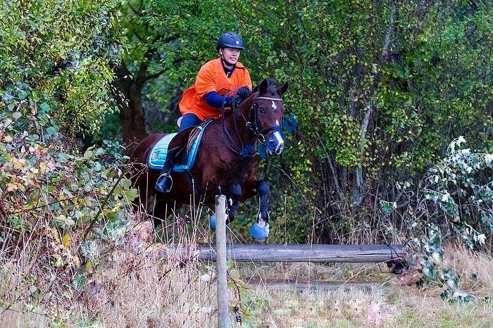 Irsk Sportspony Indiana Rose - *Terrænspringning 2016 50-80 cm hold* billede 9