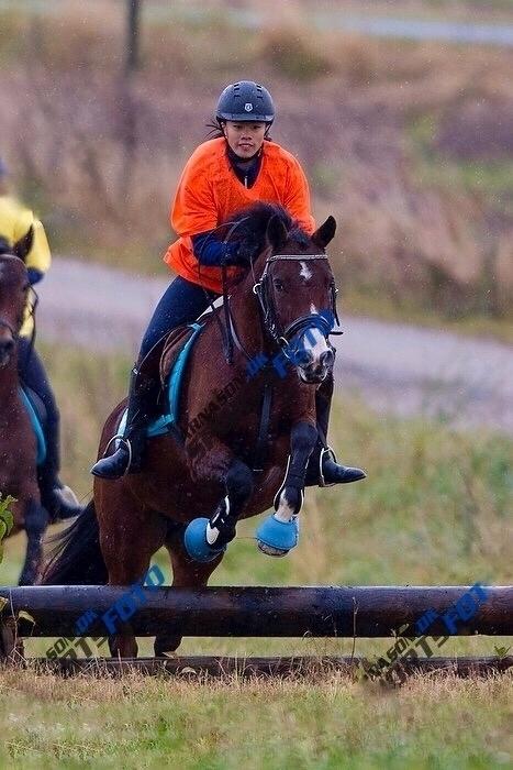 Irsk Sportspony Indiana Rose - fed oplevelse  billede 3