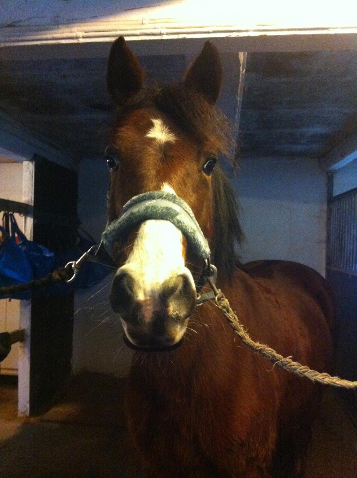 Irsk Sportspony Indiana Rose - efter en super springtræning <3 humøret højt billede 13