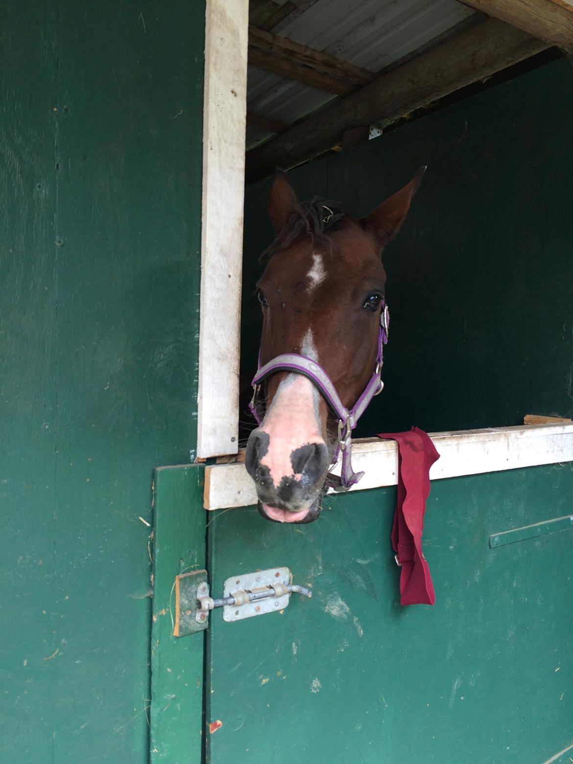 Irsk Sportspony Indiana Rose billede 5