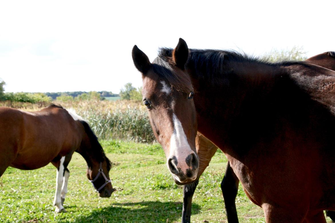 Irsk Sportspony Indiana Rose - velkommen til Indiana Rose's galleri <3 billede 1
