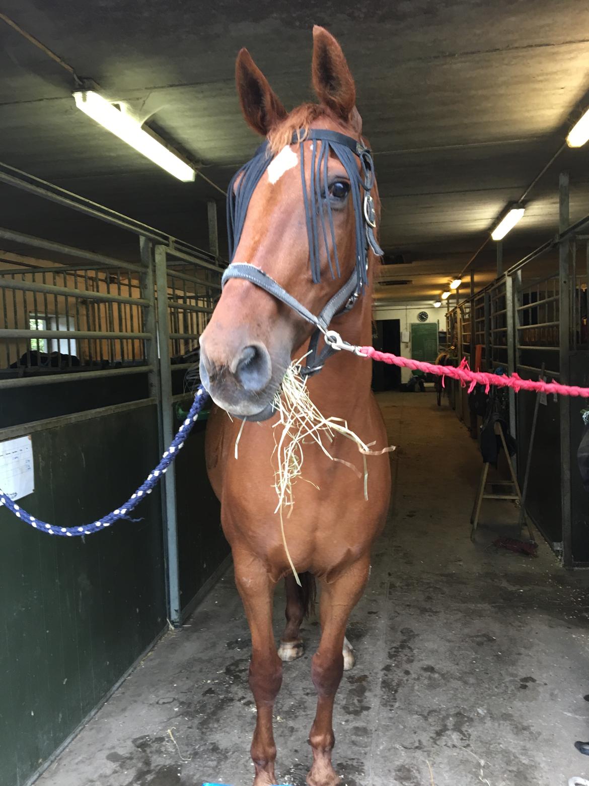 Dansk Varmblod Højbos Kia-Ora  - Taget en af de første gange jeg var hos Kia :)  billede 9