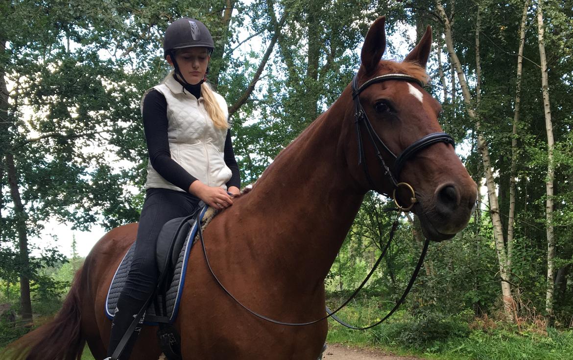 Dansk Varmblod Højbos Kia-Ora  - Fra vores første skovtur sammen <3 billede 10