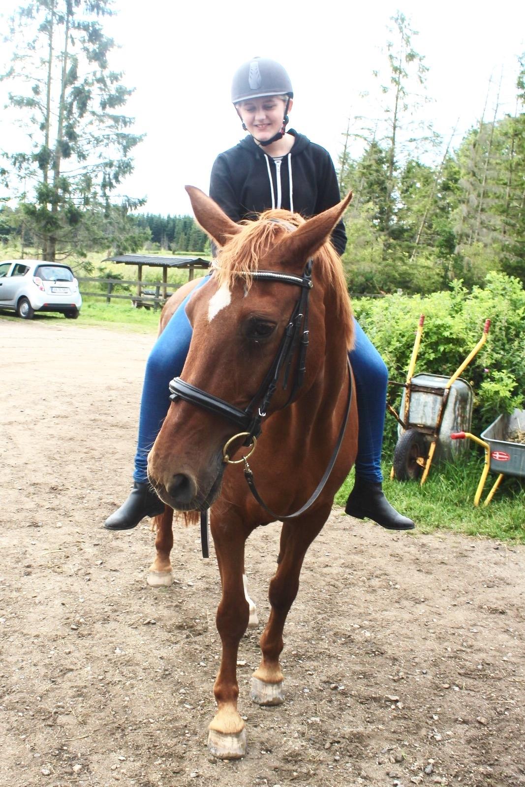 Dansk Varmblod Højbos Kia-Ora  billede 11