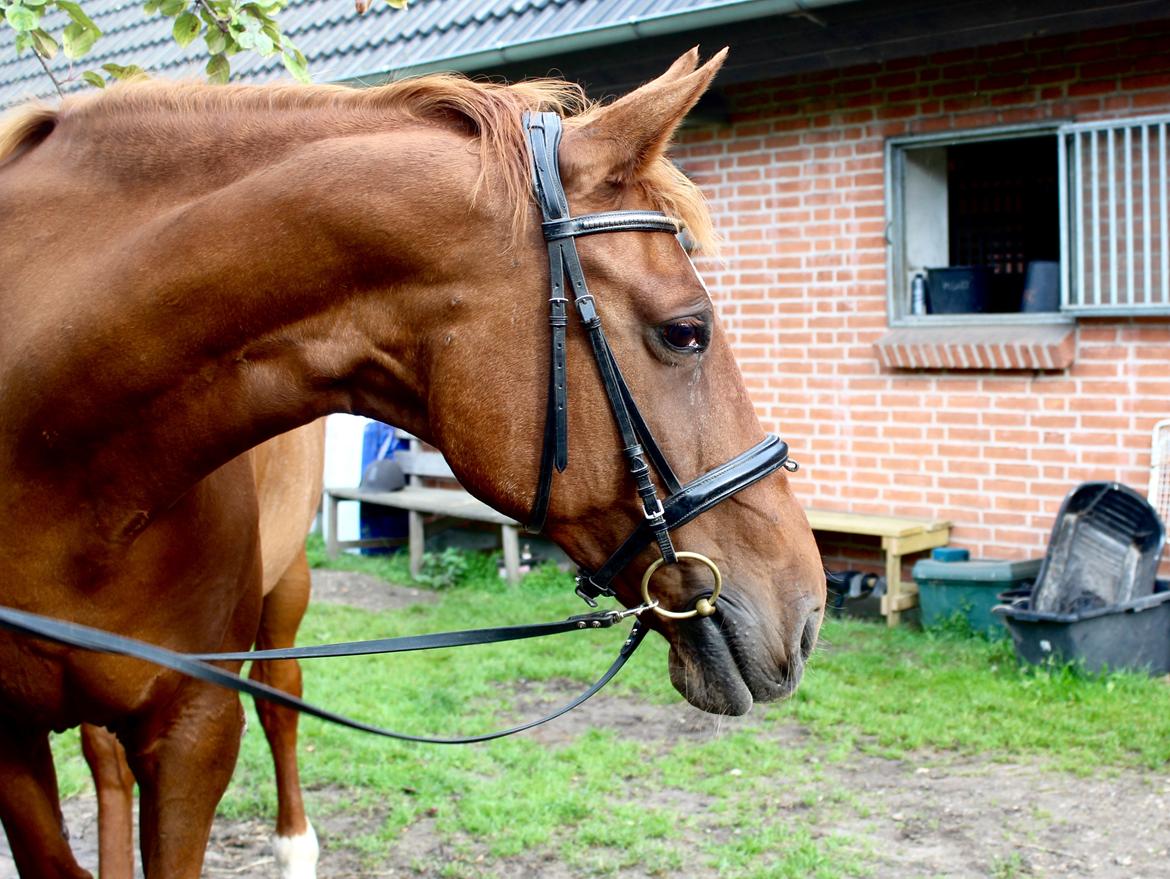 Dansk Varmblod Højbos Kia-Ora  billede 13