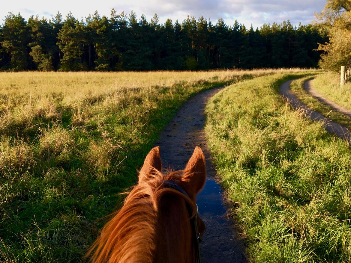 Dansk Varmblod Højbos Kia-Ora  billede 14