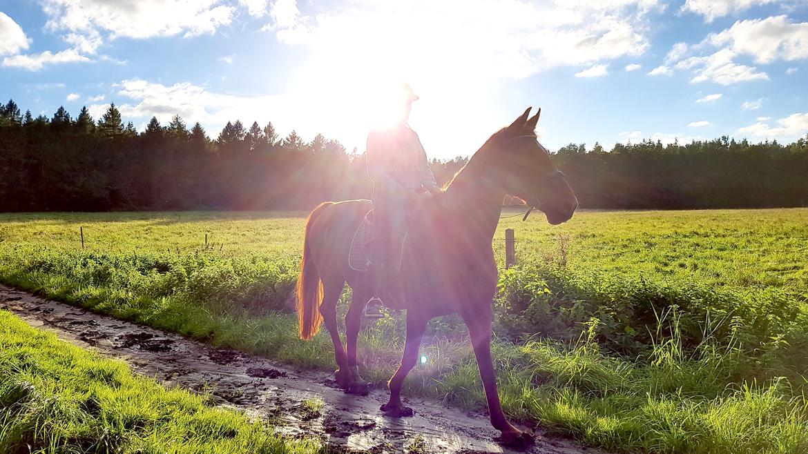 Dansk Varmblod Højbos Kia-Ora  - Noget af det bedste selskab <3 billede 16