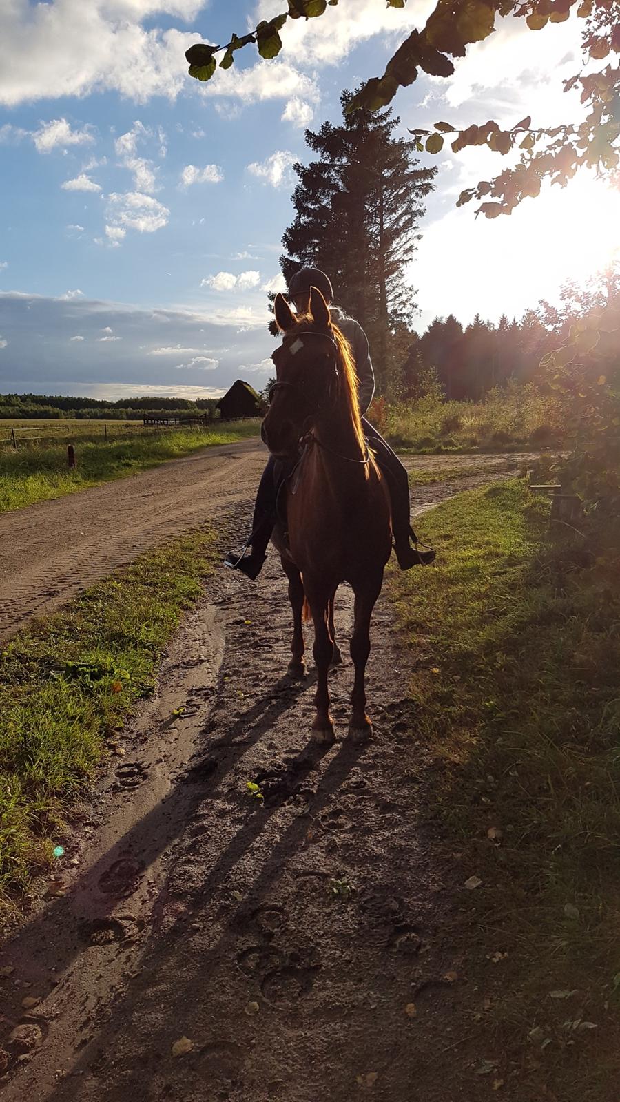 Dansk Varmblod Højbos Kia-Ora  billede 18