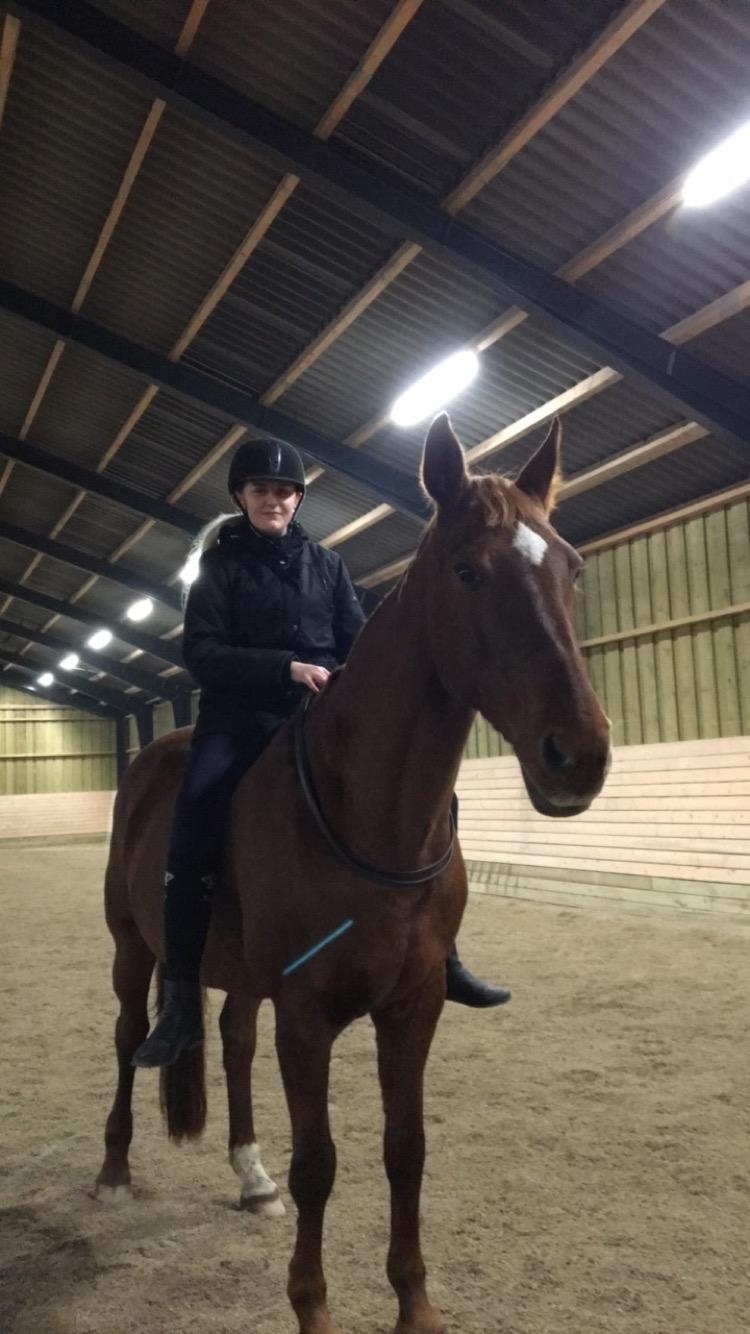 Dansk Varmblod Højbos Kia-Ora  - Vores første gang i cordeo.  billede 19