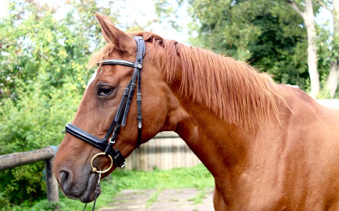 Dansk Varmblod Højbos Kia-Ora  billede 12