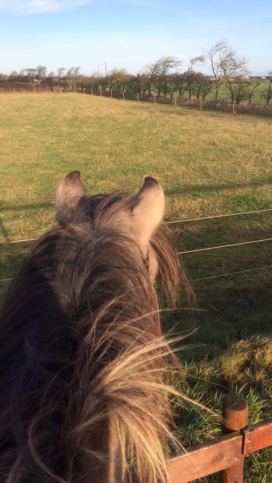 Anden særlig race Skovbjerggaards Astucia "Asti" billede 1