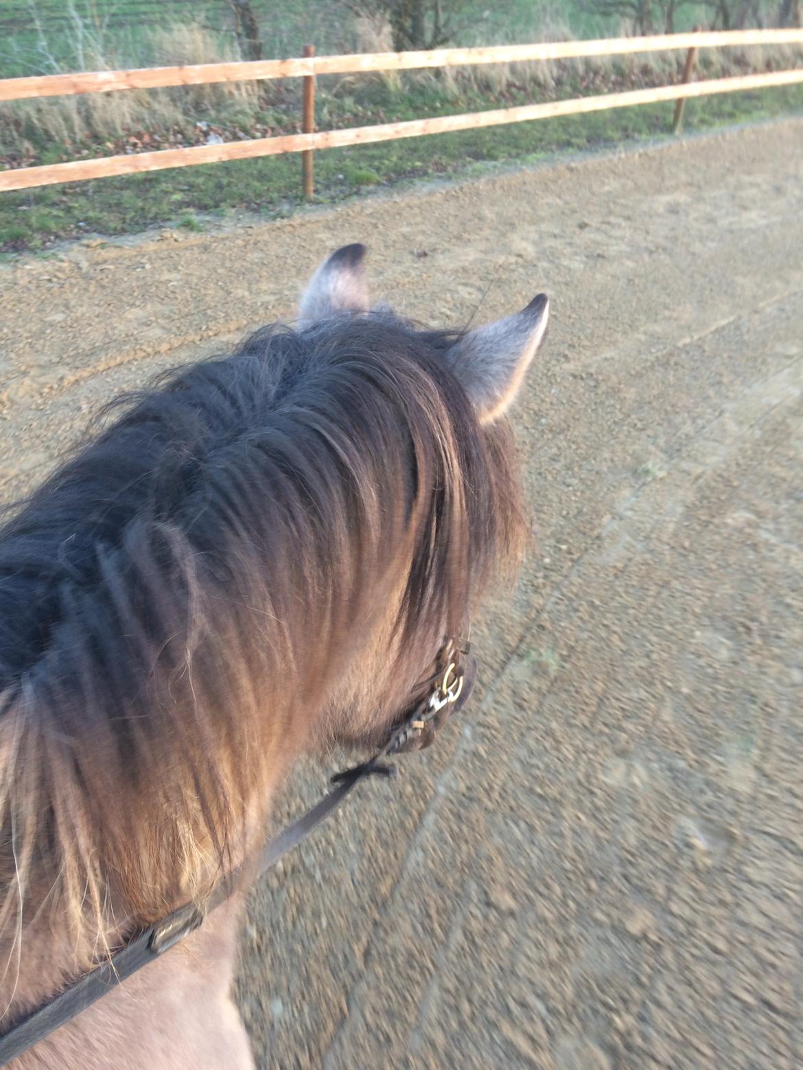 Anden særlig race Skovbjerggaards Astucia "Asti" billede 4