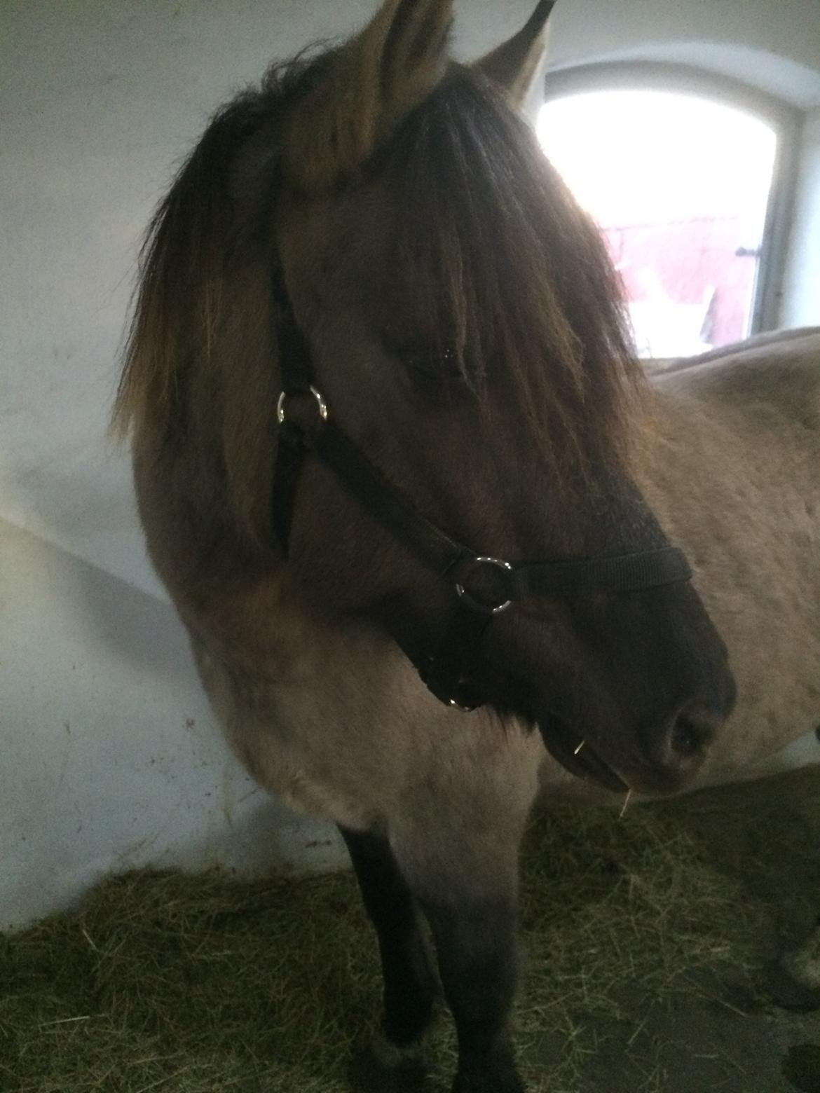 Anden særlig race Skovbjerggaards Astucia "Asti" billede 6