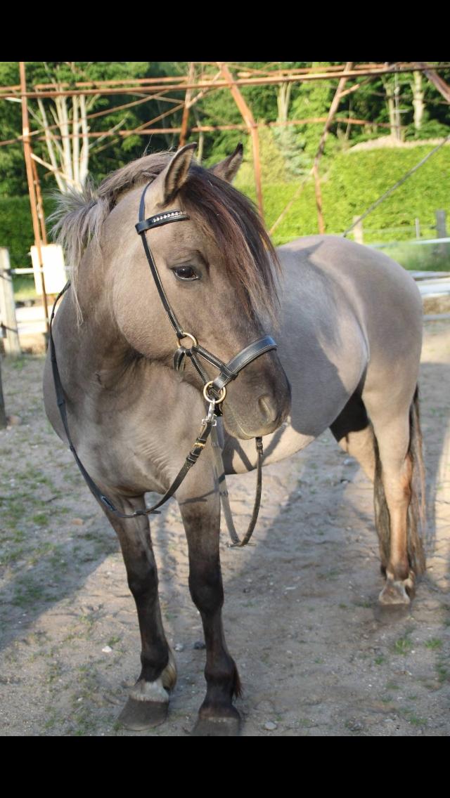 Anden særlig race Skovbjerggaards Astucia "Asti" billede 11